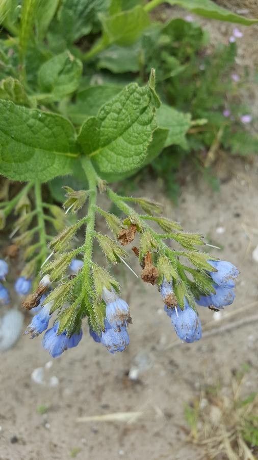 Symphytum asperum bark