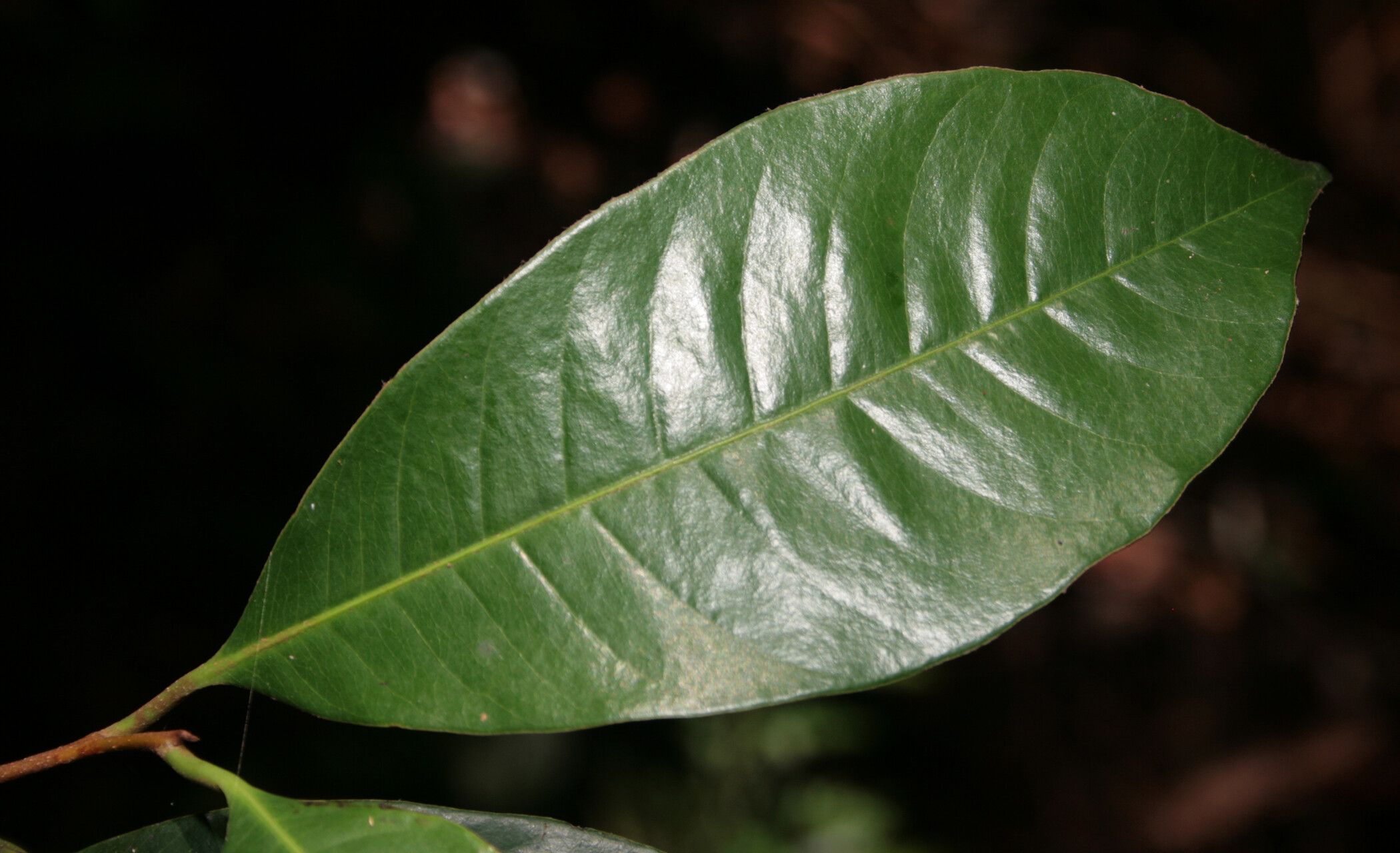 Pouteria ephedrantha leaf