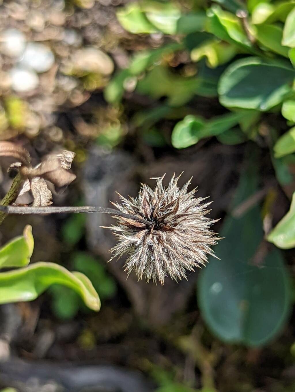 Globularia trichosantha fruit