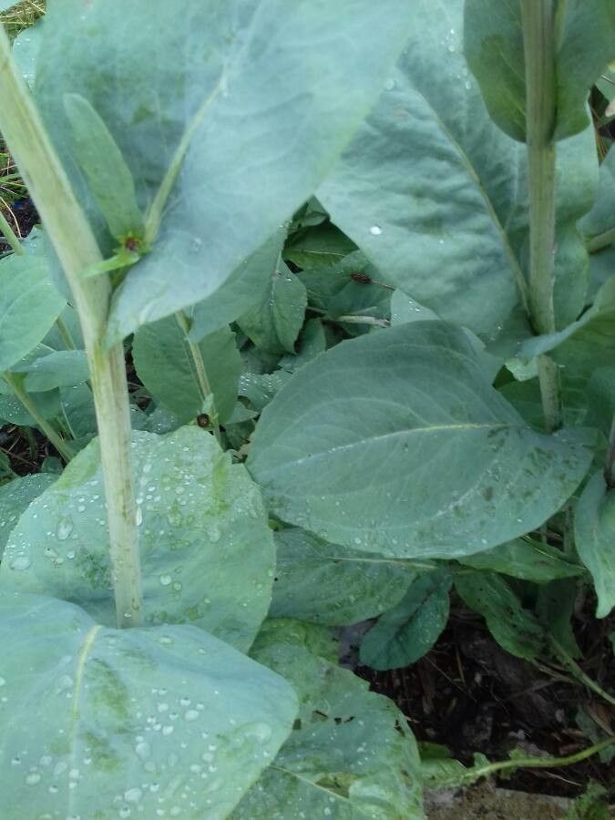 Rudbeckia maxima — pest resistant houseplant