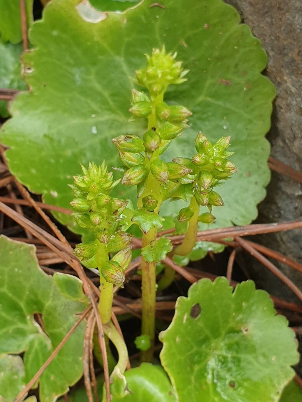 Umbilicus gaditanus flower