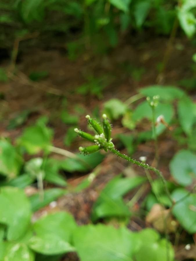 Adenocaulon bicolor fruit