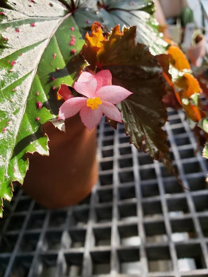 Begonia serratipetala flower