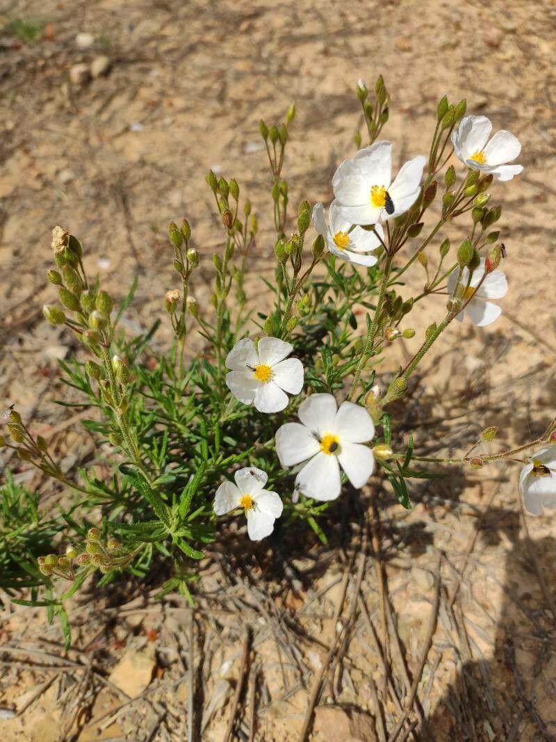 Cistus umbellatus habit