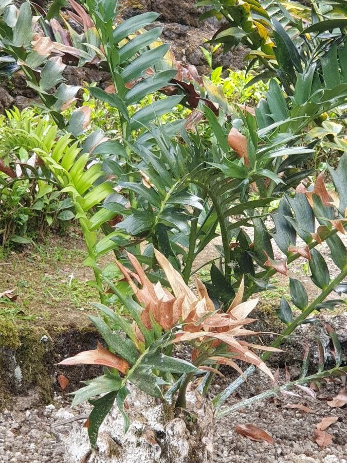Encephalartos arenarius leaf