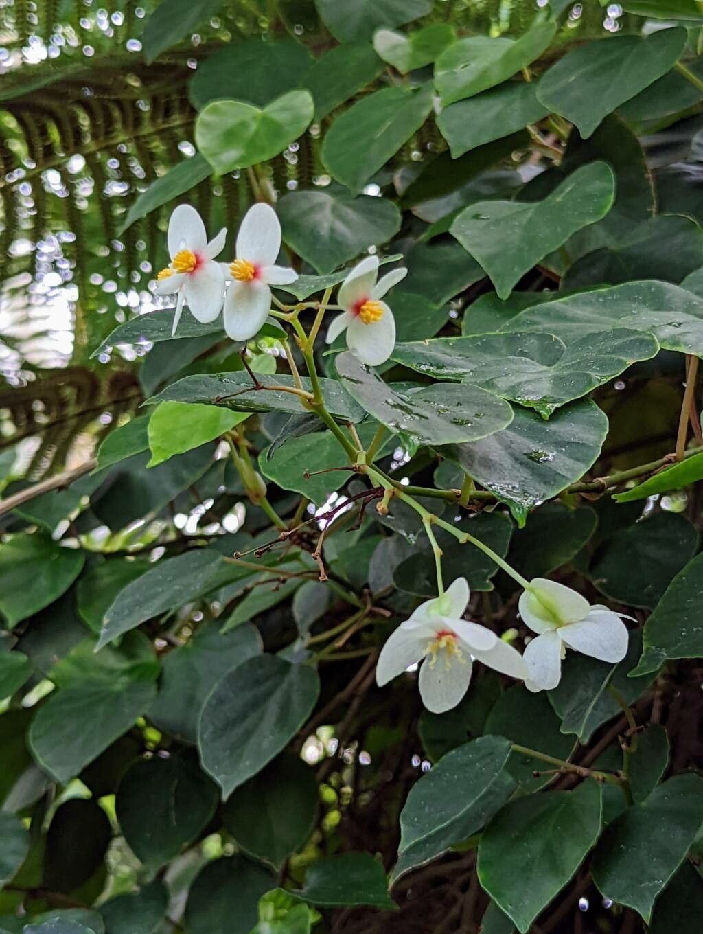 Begonia solananthera flower