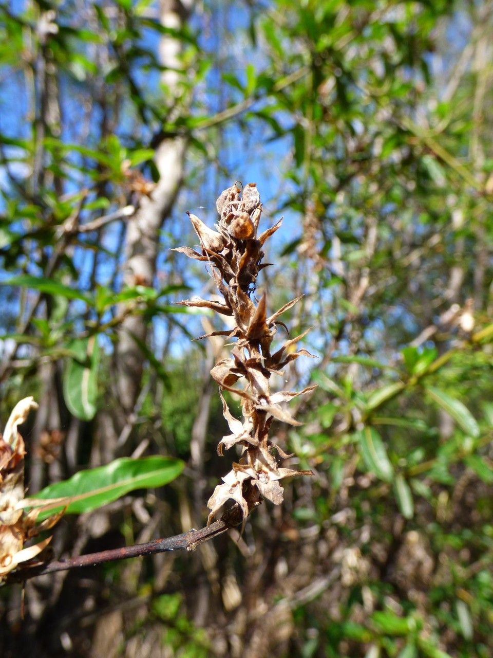 Barleria lupulina fruit