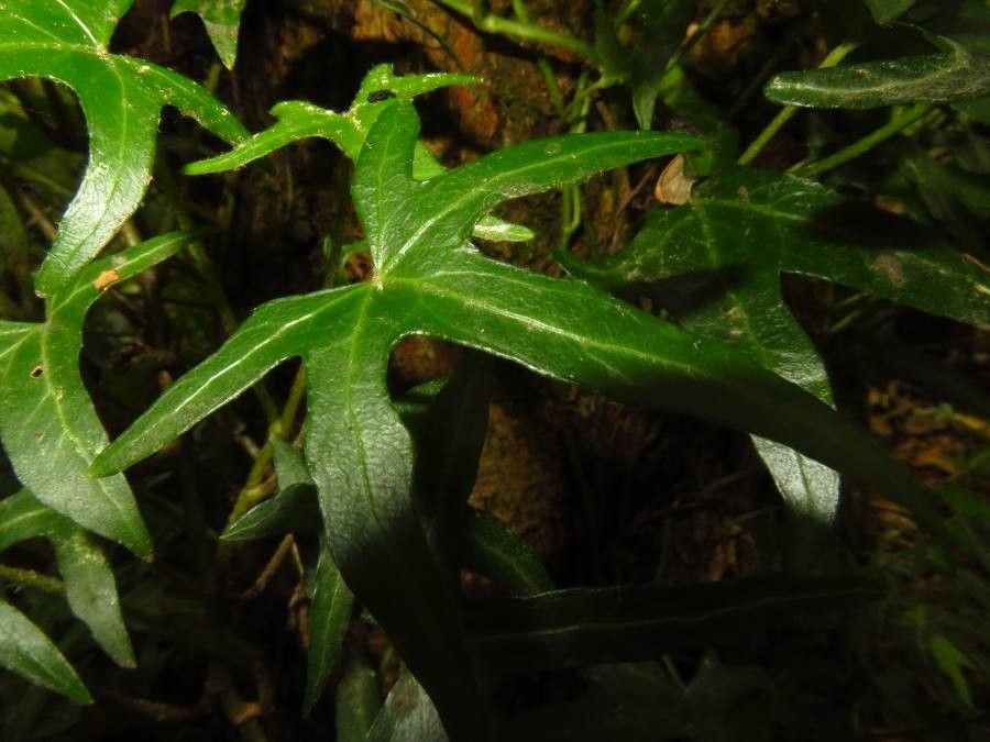 Pteris vieillardii leaf