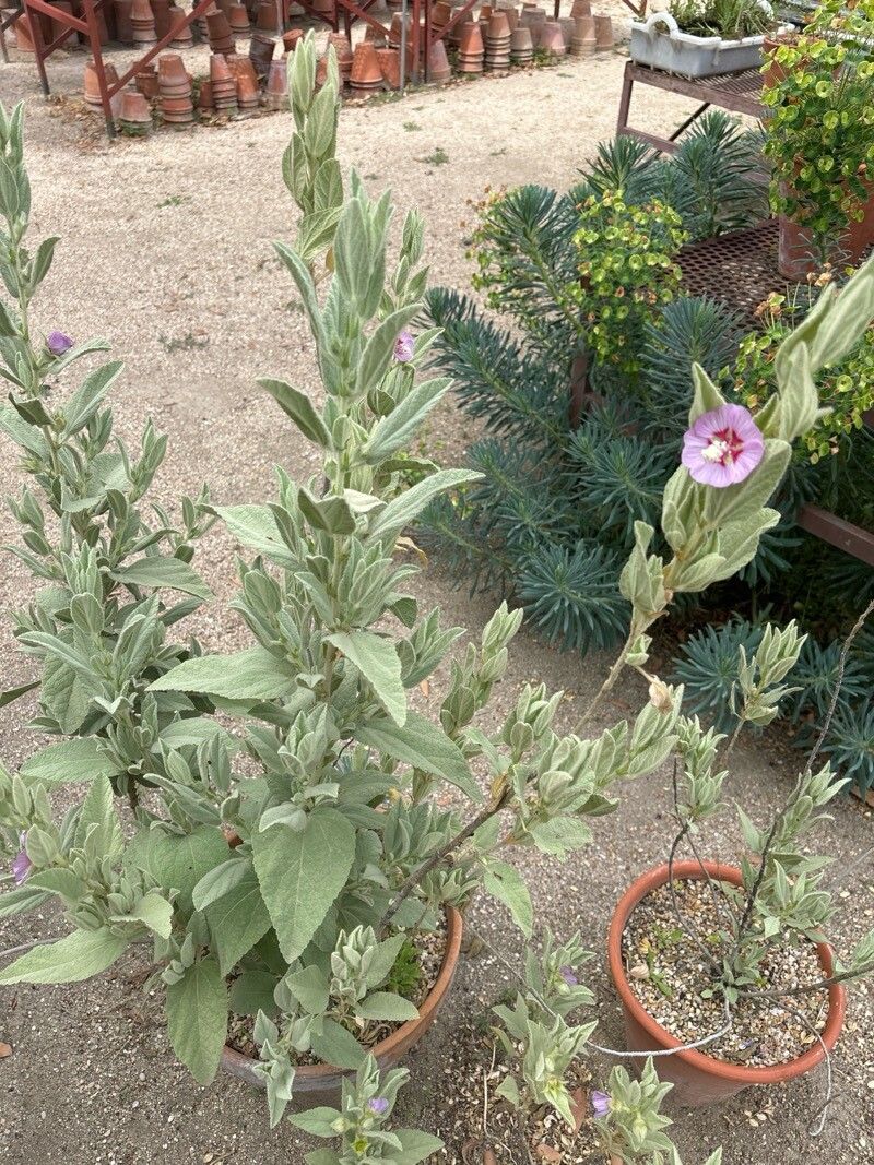 Malva oblongifolia habit