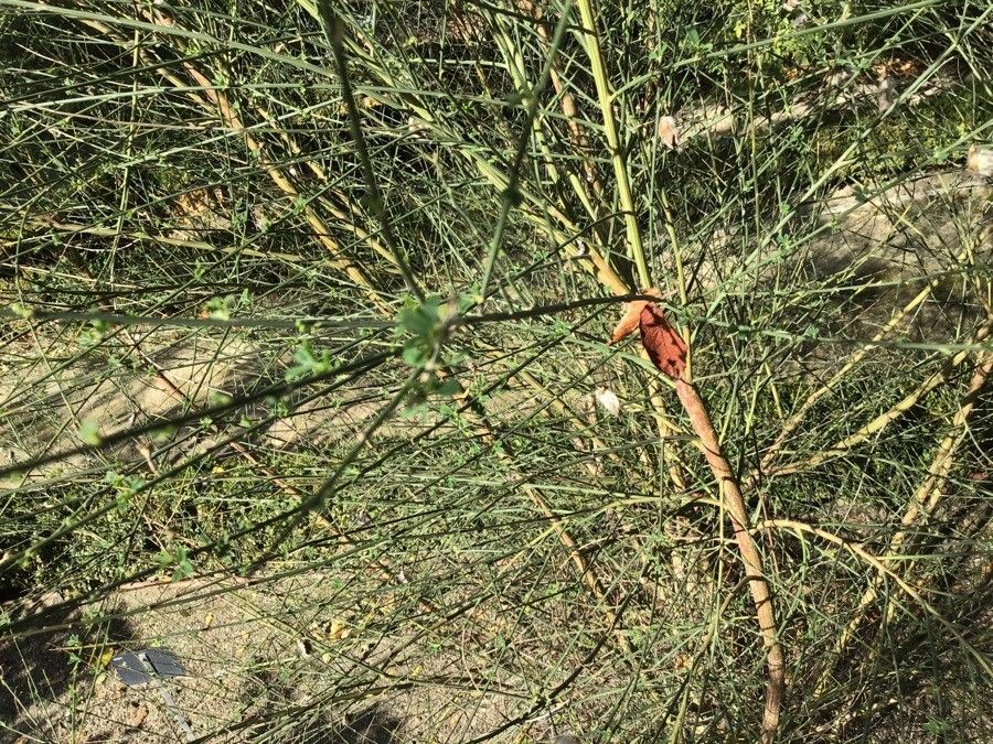 Cytisus striatus — search result for 'Morocco'