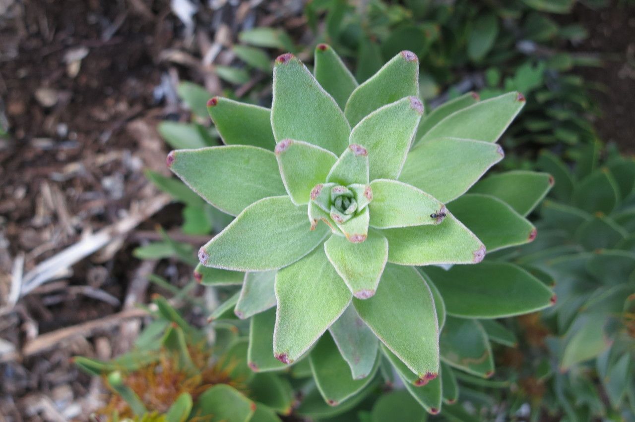 Mimetes chrysanthus — related species from the same genus