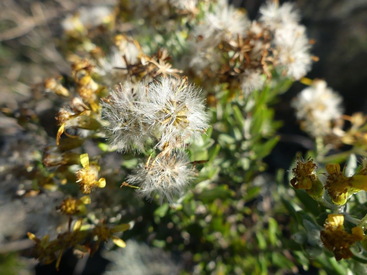 Hubertia tomentosa fruit