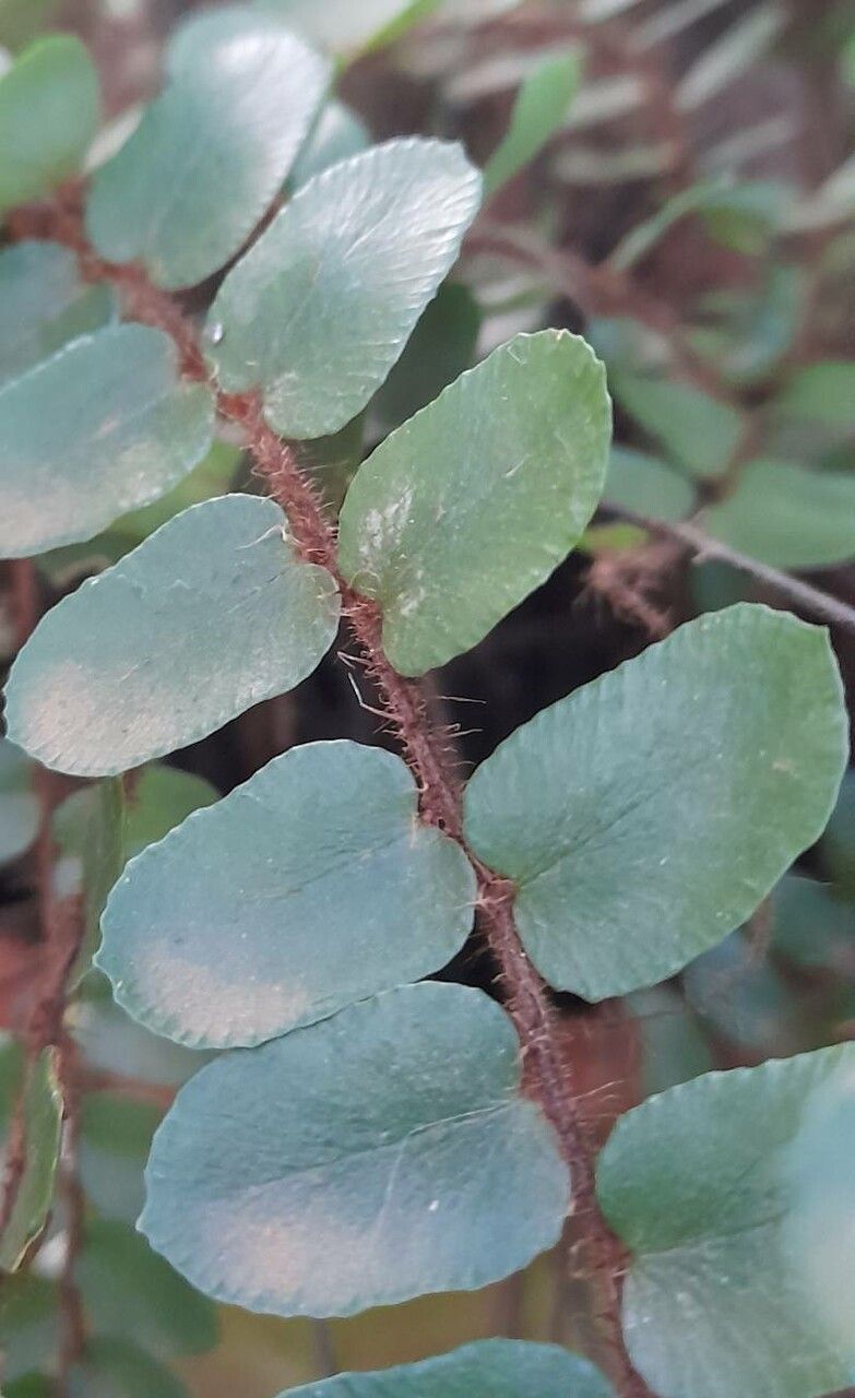 Pellaea rotundifolia leaf