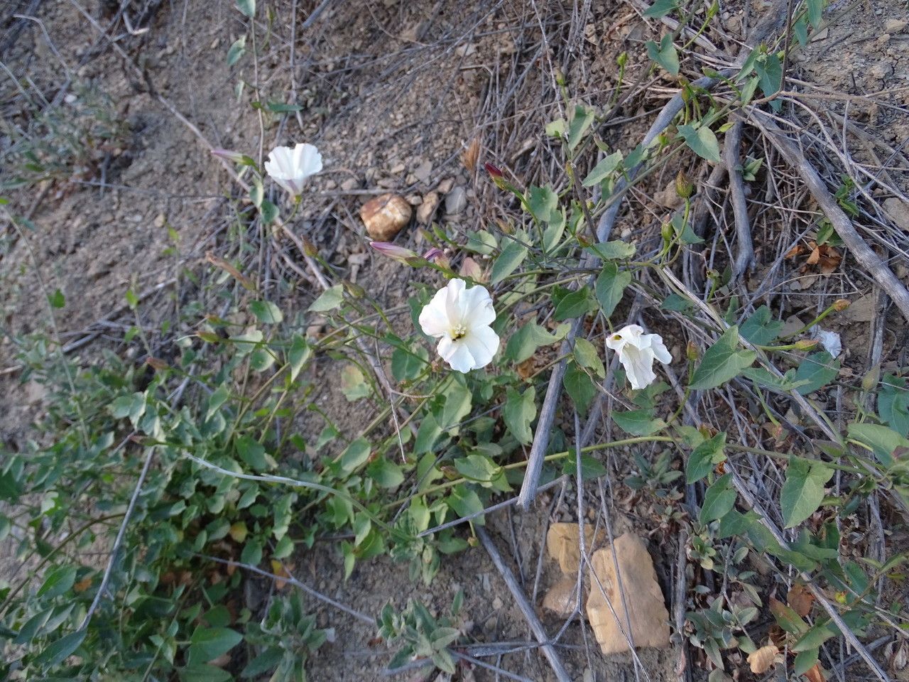 Calystegia macrostegia habit