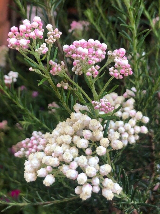 Ozothamnus diosmifolius flower