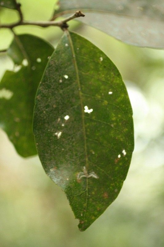 Homalium paniculatum leaf