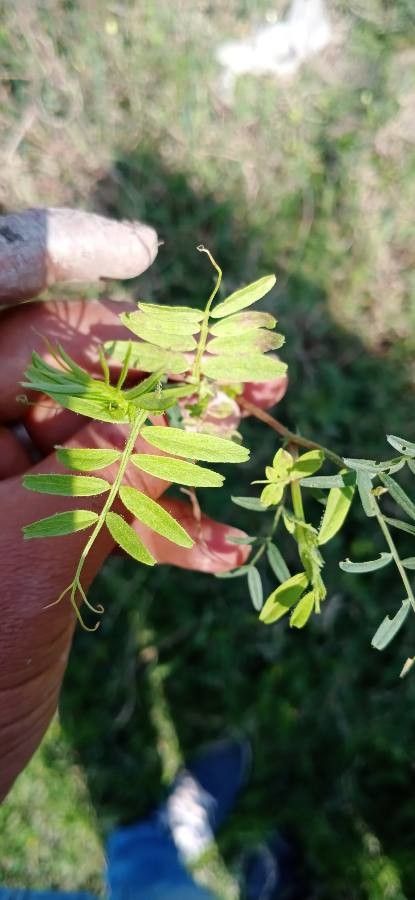 Vicia orobus leaf