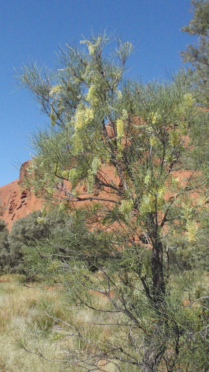 Grevillea stenobotrya habit