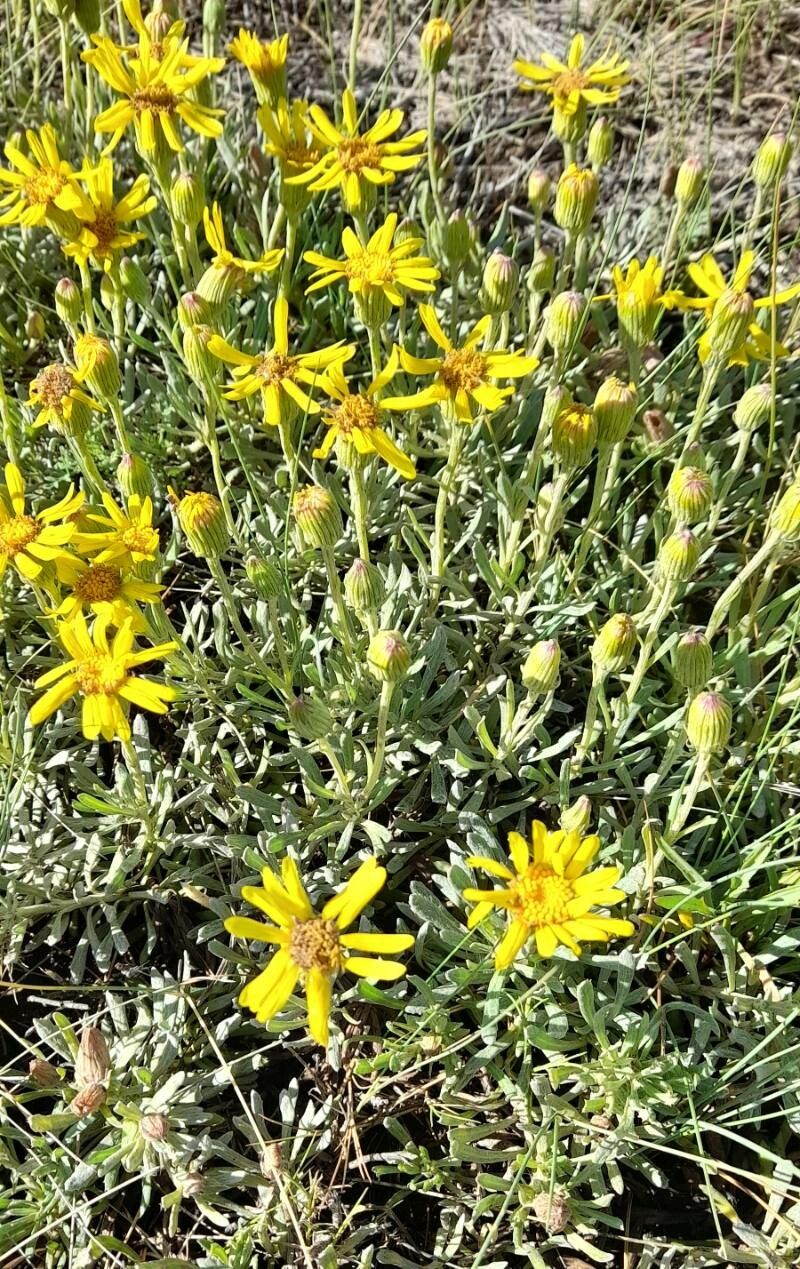 Senecio ceratophylloides habit
