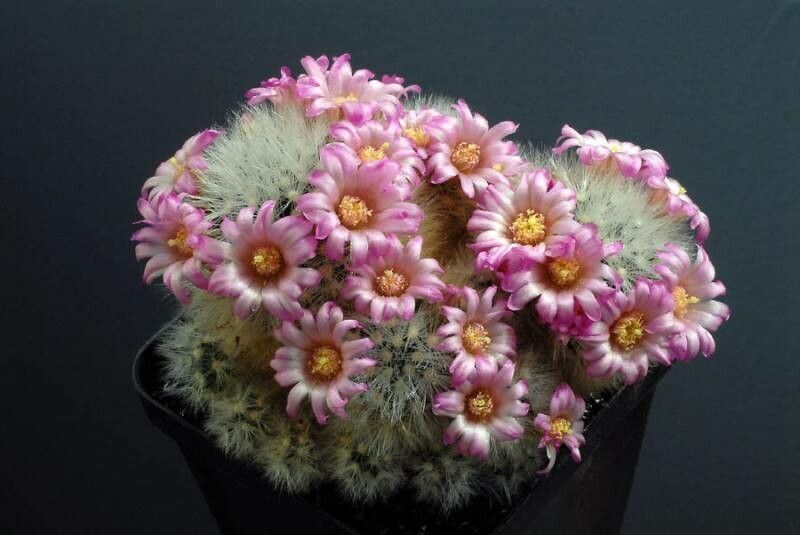 Mammillaria laui habit