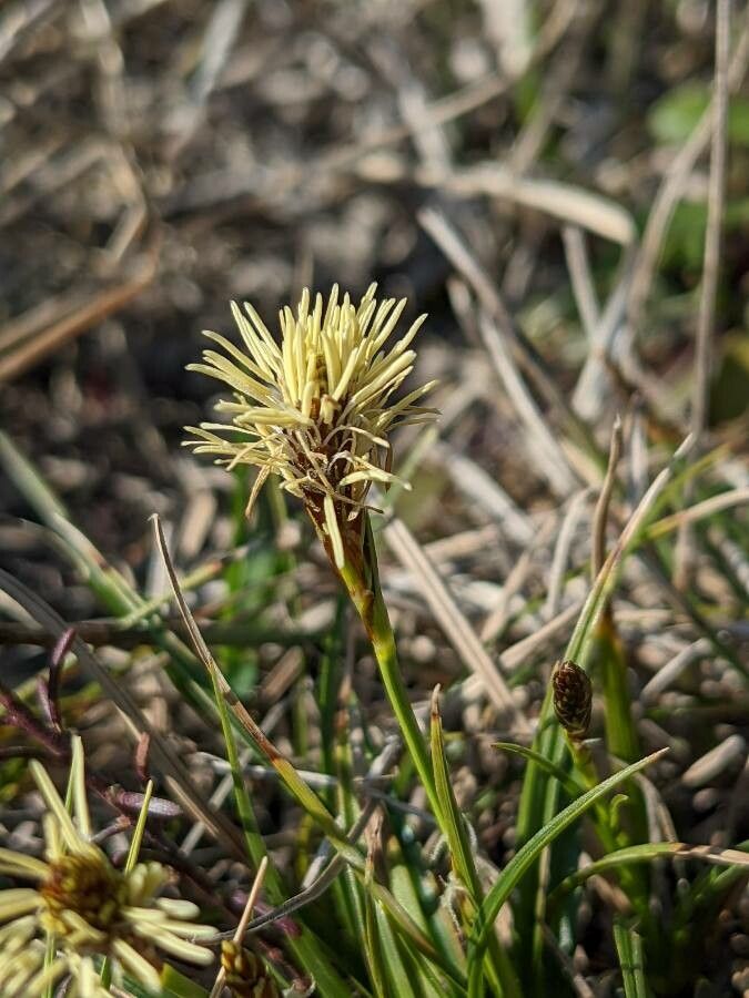 Carex halleriana flower