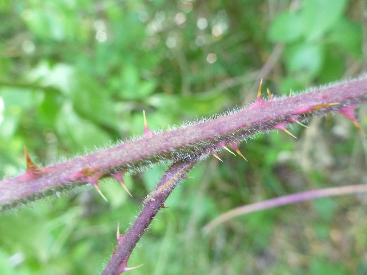 Rubus multifidus bark