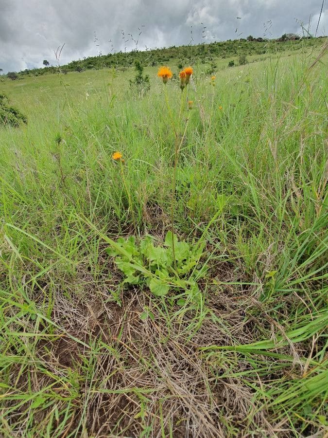 Crassocephalum vitellinum habit