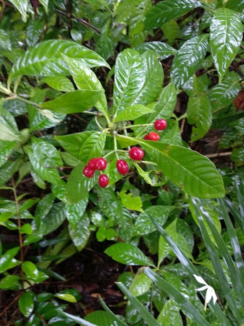 Psychotria nervosa fruit