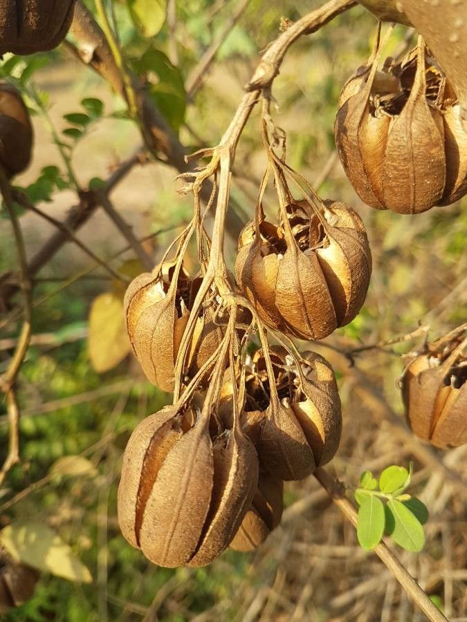 Aristolochia acuminata fruit