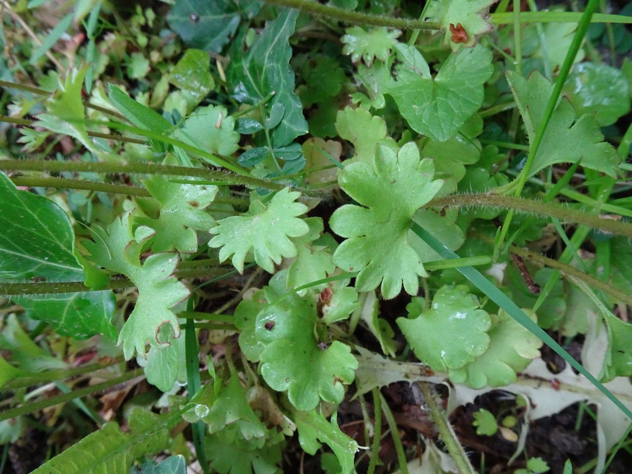 Saxifraga granulata — search result for 'Saxifragaceae'