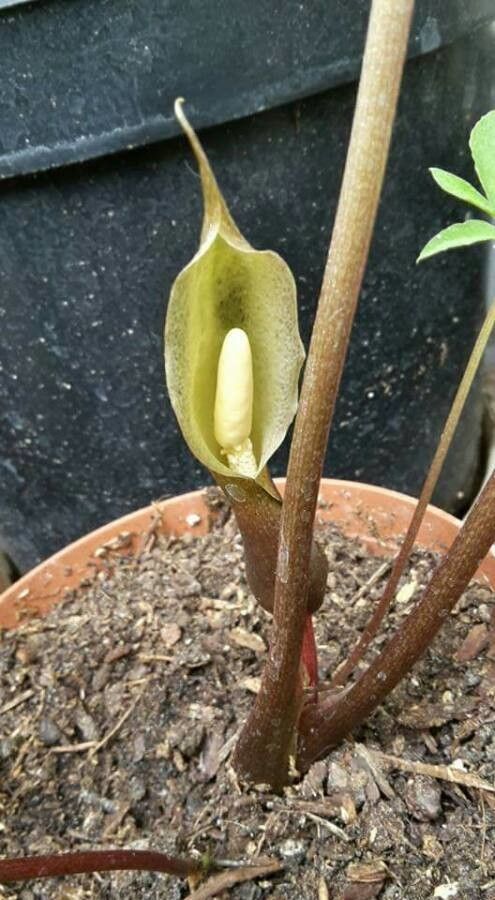 Sauromatum horsfieldii — related species from the same genus