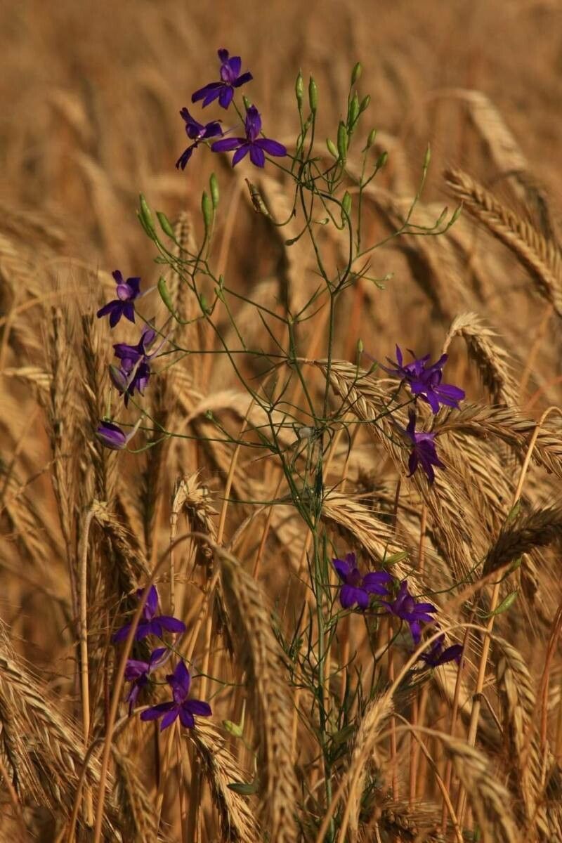 Consolida regalis flower