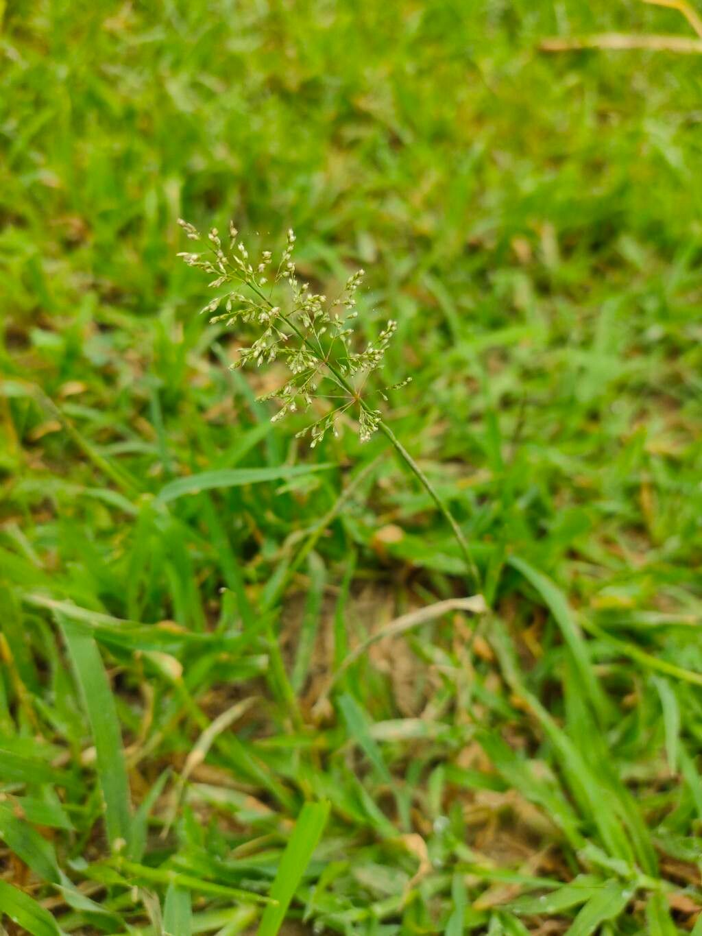 Sporobolus coromandelianus flower