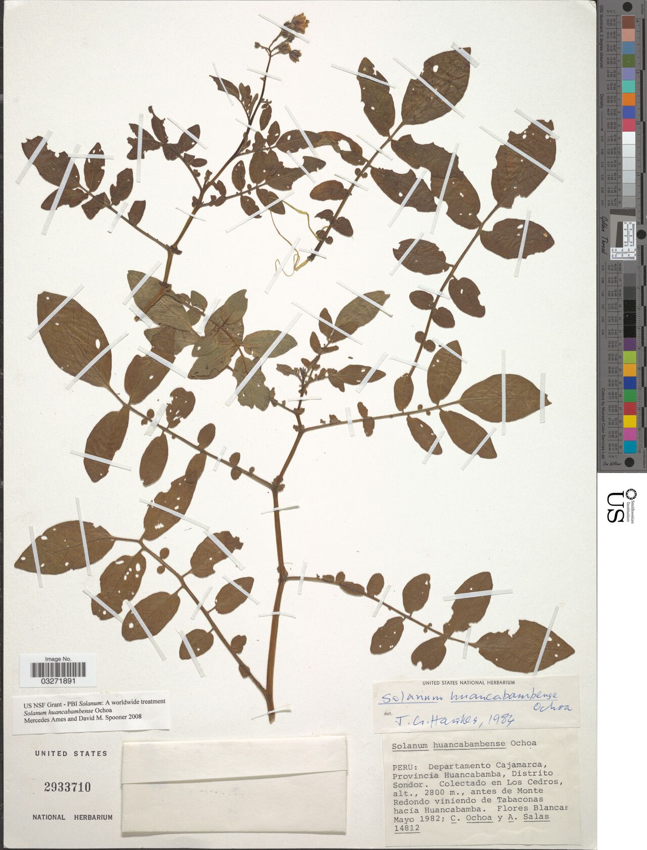 Solanum huancabambense — houseplant care guide