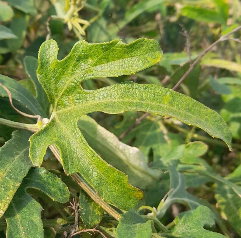 Cayaponia podantha — houseplant care guide