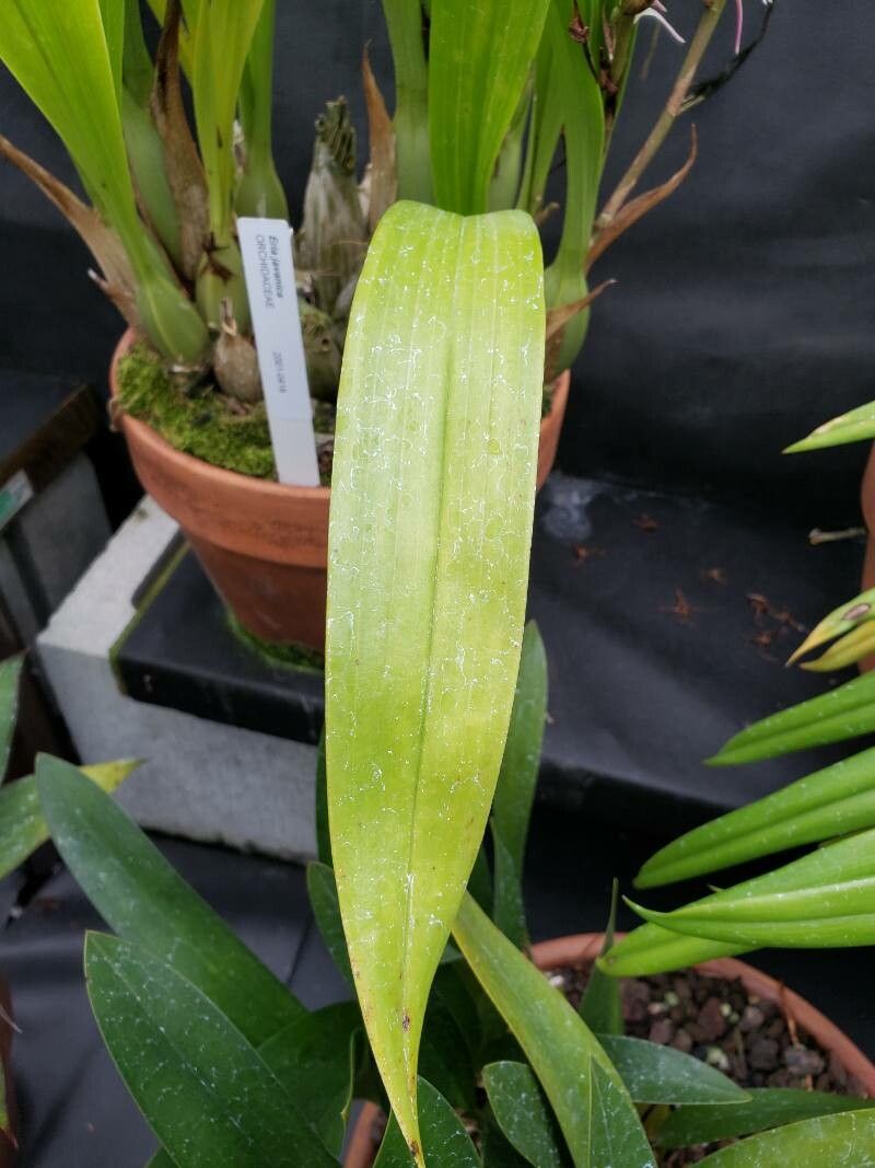 Eria javanica — related species from the same genus