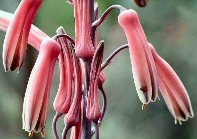 Aloe rebmannii flower