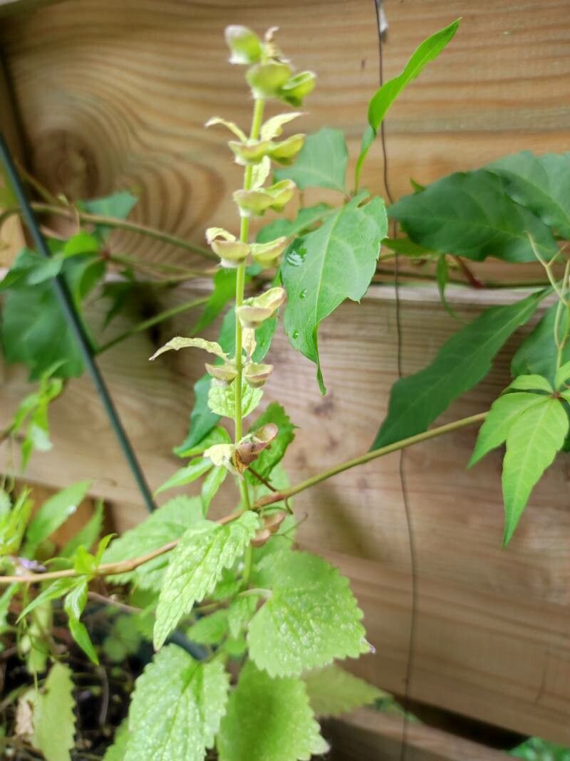 Scutellaria columnae fruit