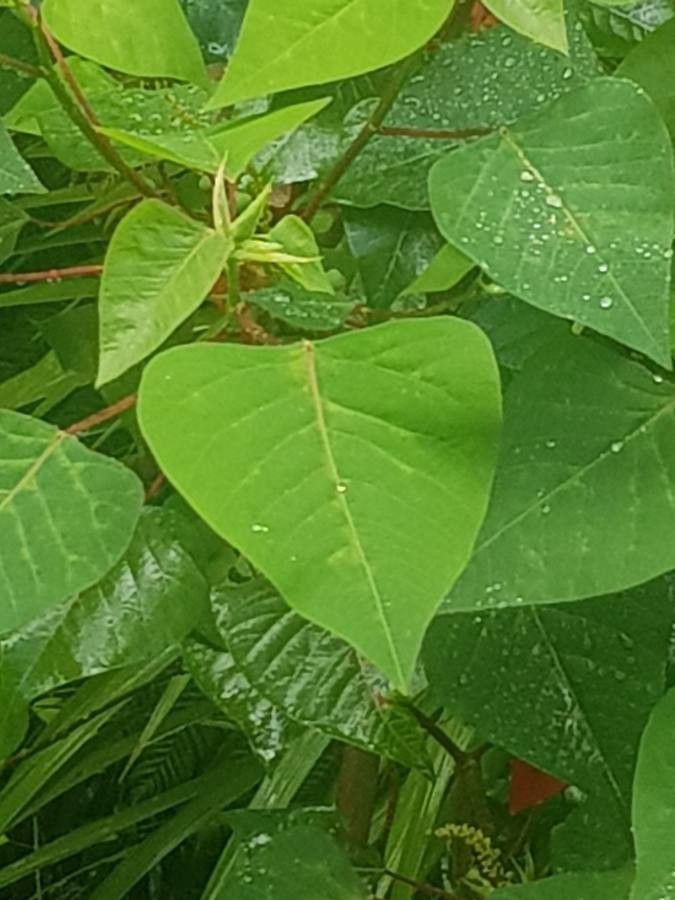 Homalanthus populifolius leaf