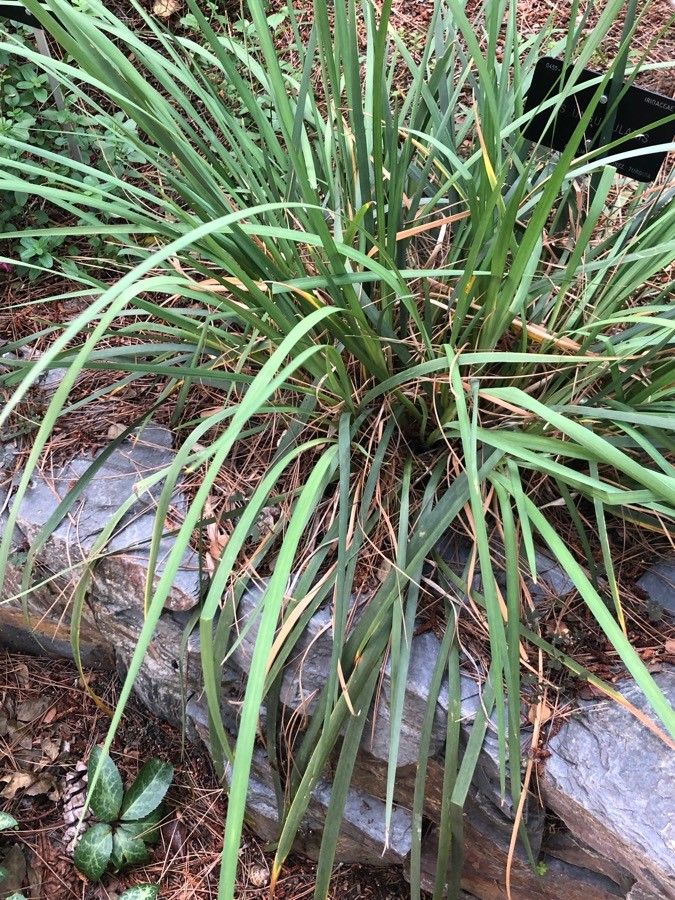 Iris unguicularis leaf