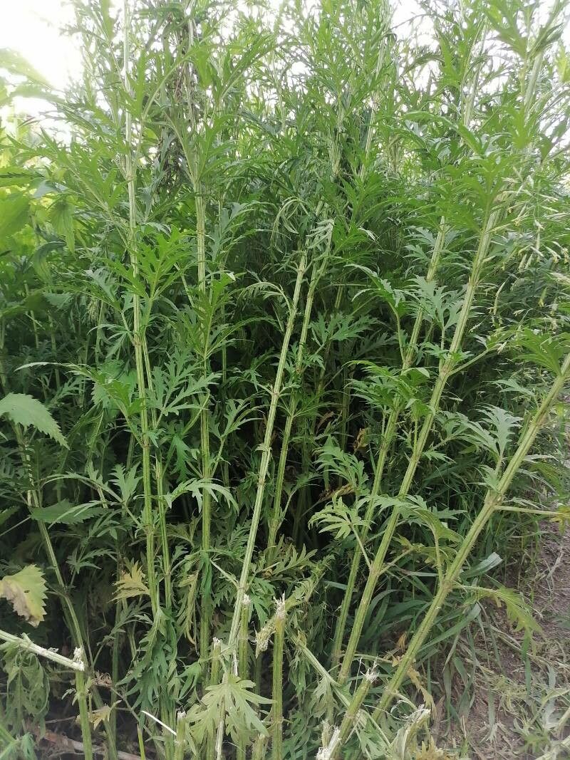 Urtica cannabina habit