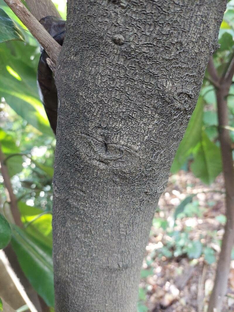 Pisonia brunoniana bark
