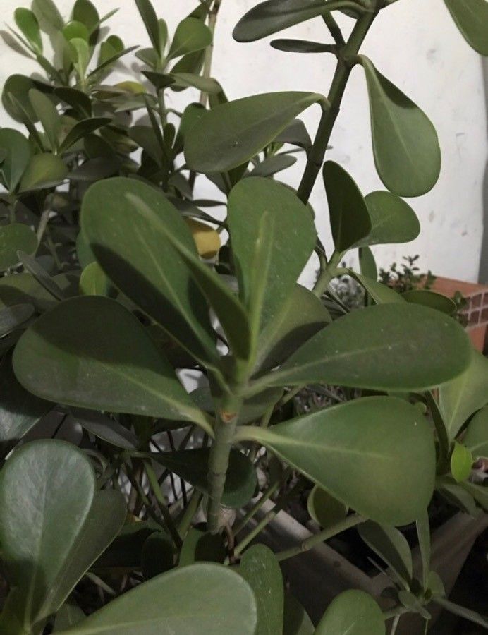 Clusia fluminensis — search result for 'Clusia'