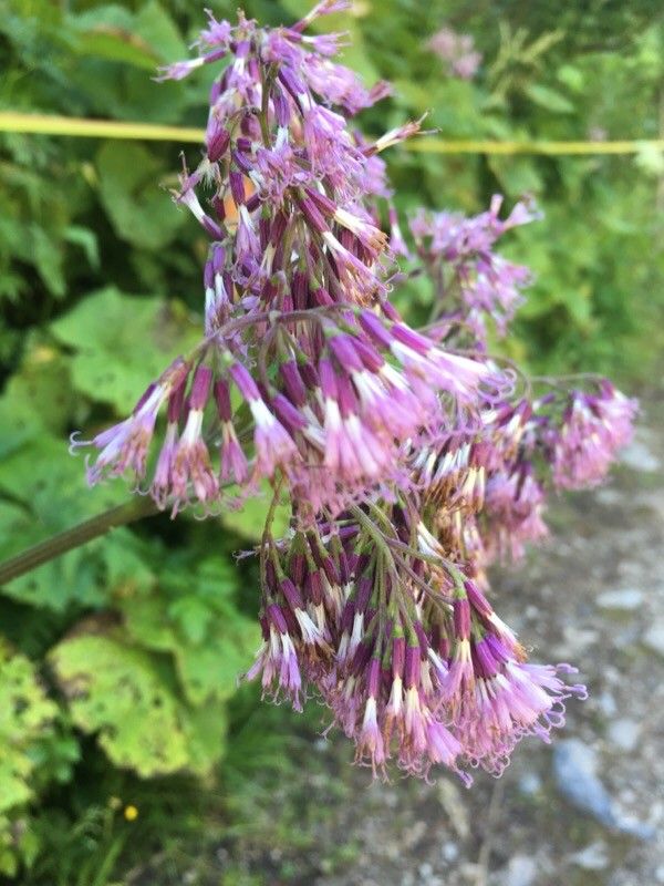 Adenostyles alliariae flower
