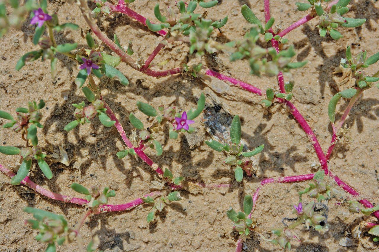 Sesuvium hydaspicum flower
