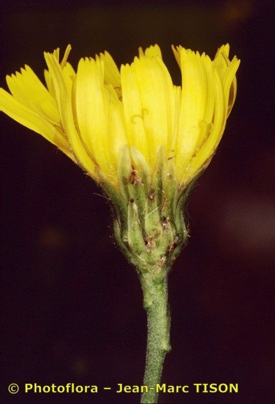 Hieracium concinnum — houseplant care guide