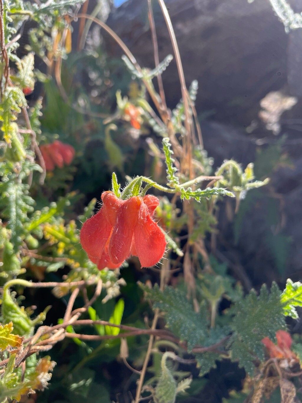 Caiophora cirsiifolia — related species from the same genus
