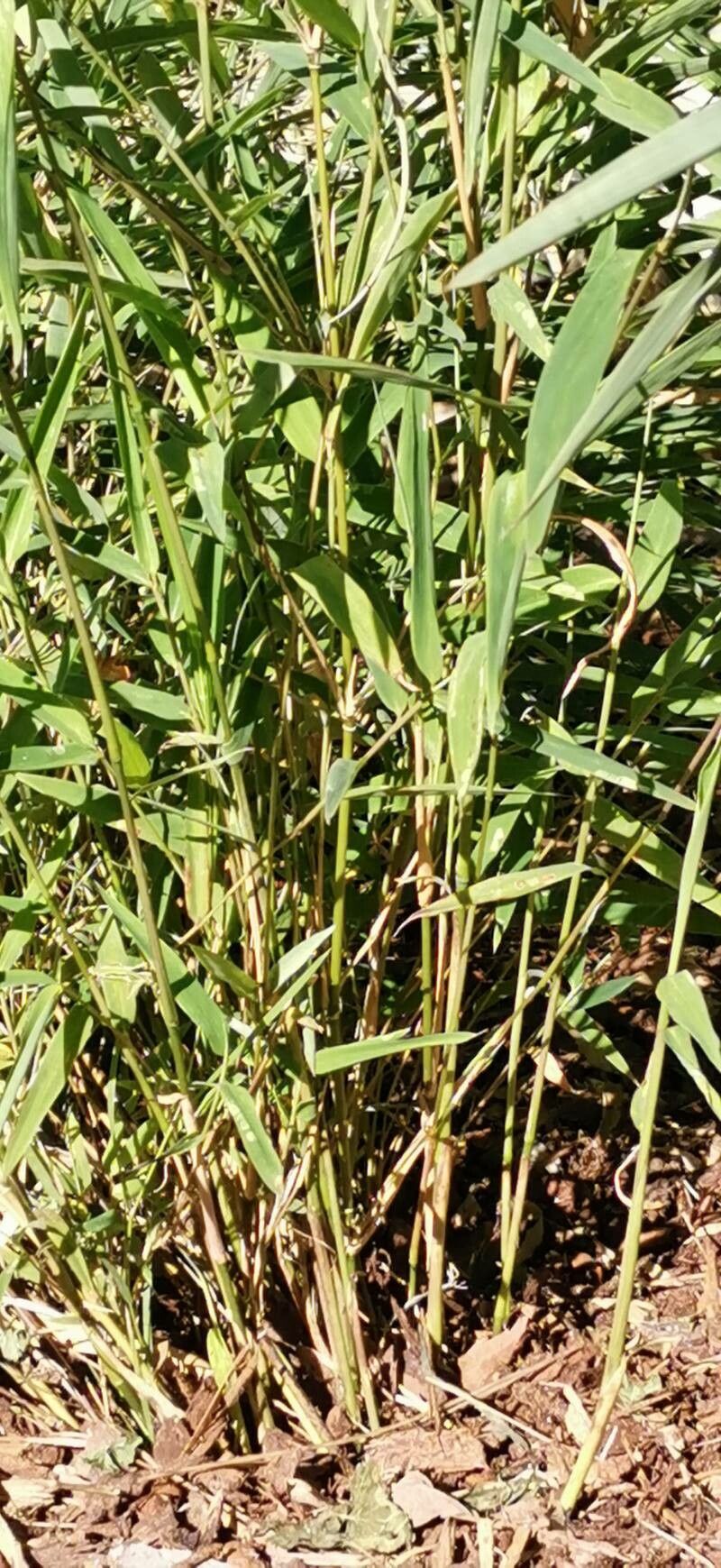 Yushania anceps bark