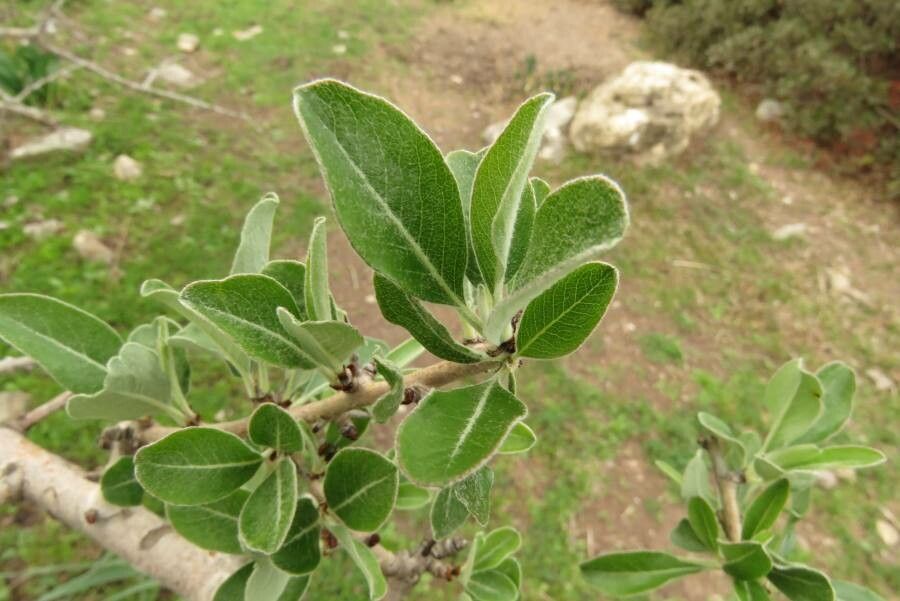 Pyrus spinosa — search result for 'Pyrus'