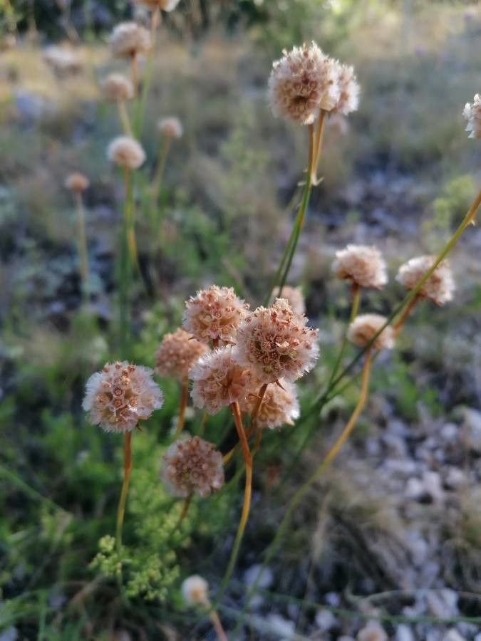 Armeria arenaria fruit